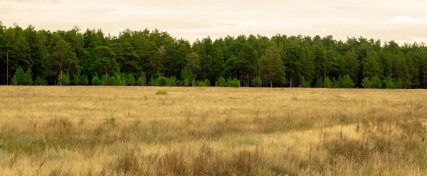 Gele gras in de steppe en de blauwe hemel — Stockfoto