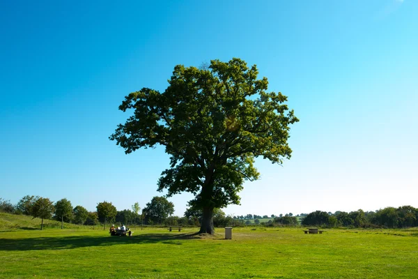 Grande árvore verde — Fotografia de Stock