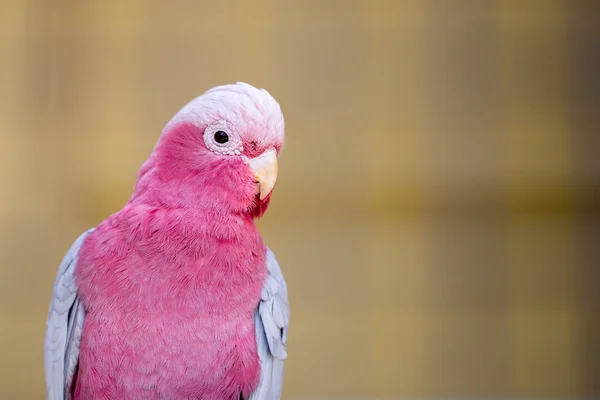 Schöner rosa Papagei — Stockfoto