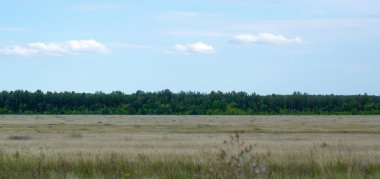 Bozkır ve mavi gökyüzünde sarı çim