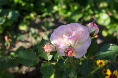 tasarımınız için çiçek kartpostal