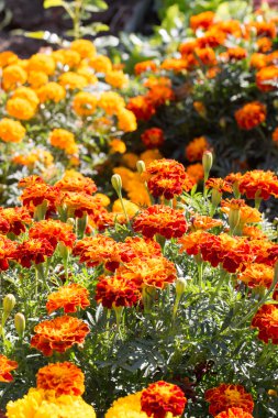 tasarımınız için çiçek kartpostal