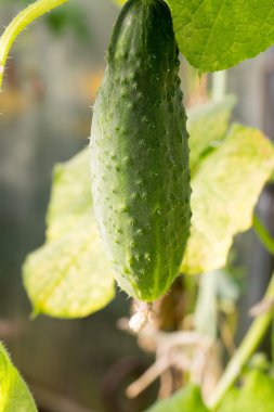 Salatalık ile bahçede büyüyen sivilce