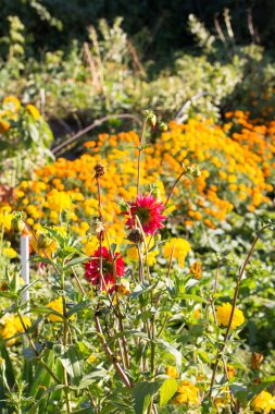 tasarımınız için çiçek kartpostal