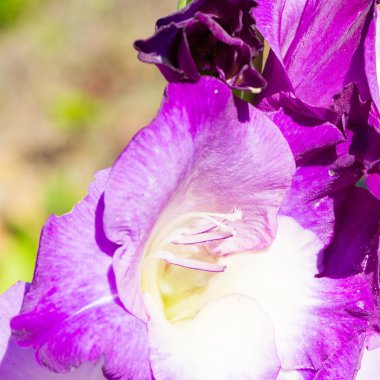 tasarımınız için çiçek kartpostal