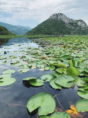 Skadar gölünde güzel zambak yaprakları. Karadağ 'ın muhteşem dağları tekne ve ağaçlarla kaplı. Ulusal parkta bulutlu bir gün
