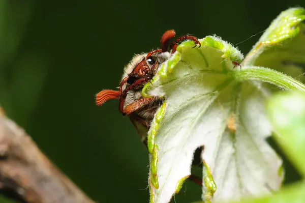 绿叶上的大褐色甲虫 — 图库照片