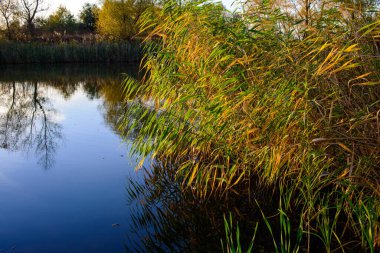 Uzun yeşil çimlerle çevrili güzel bir nehir manzarası..