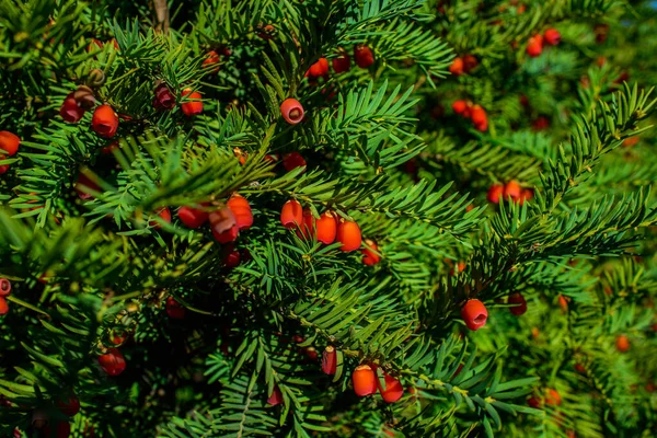 Güneş ışığında yemyeşil porsuk ağacında yetişen kırmızı meyveler, Avrupa porsuk ağacı..