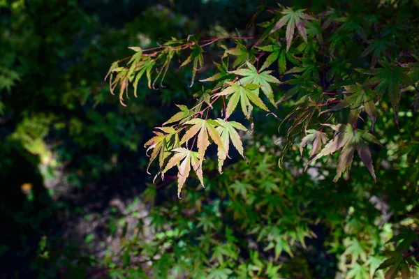 Hermosa Acer Palmatum Arce Palmado Hojas Arce Japonés Suave — Foto de Stock