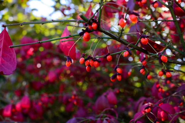 Rote Berberitze Auf Dem Baum Garten — Stockfoto