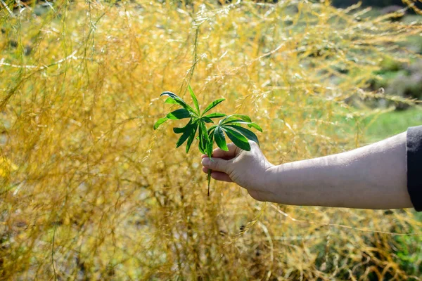 Egy Kis Csokor Zöld Növény Egy Kezében Szelektív Fókusz — Stock Fotó