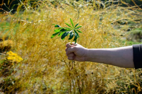 Egy Kis Csokor Zöld Növény Egy Kezében Szelektív Fókusz — Stock Fotó