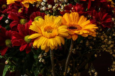 Güzel turuncu ve sarı gerbera çiçeği diğer kırmızı kasımpatı çiçeklerinin arka planında, sığ DOF, seçici odak noktası gerbera yaprakları..