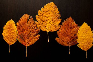 Ağaç zemininde sonbahar yaprağı, üst görünüm.