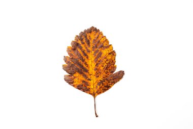 Beyaz arkaplanda sonbahar yaprağı, üst görünüm.