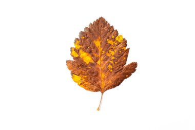 Beyaz arkaplanda sonbahar yaprağı, üst görünüm.