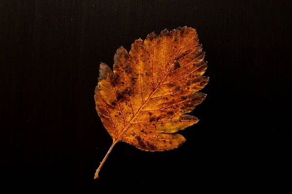 Feuille Automne Sur Arbre Fond Noir Vue Dessus — Photo