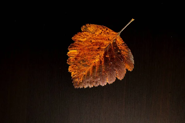 Feuille Automne Sur Arbre Fond Noir Vue Dessus — Photo