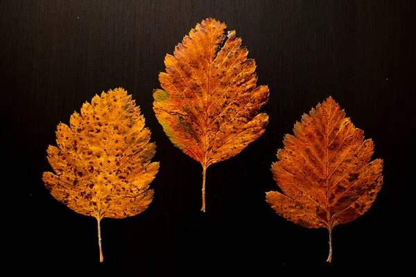 Feuille Automne Sur Arbre Fond Noir Vue Dessus — Photo