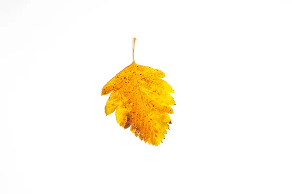 Осенний Лист Белом Фоне Вид Сверху — стоковое фото