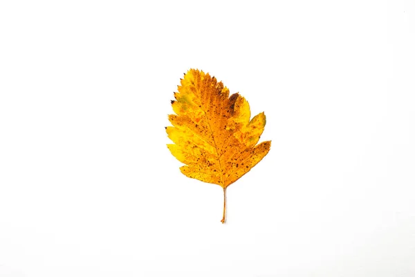 Herbstblatt Auf Weißem Hintergrund Draufsicht — Stockfoto