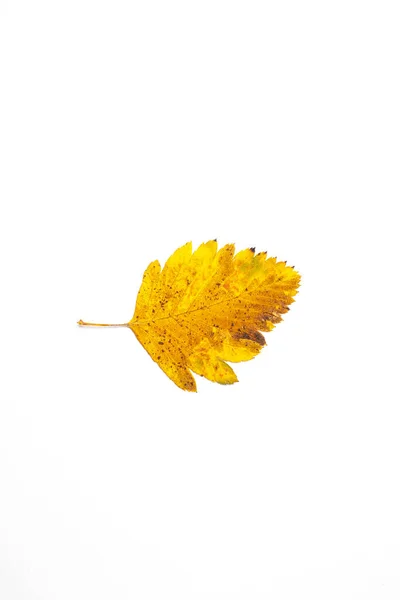 Осенний Лист Белом Фоне Вид Сверху — стоковое фото