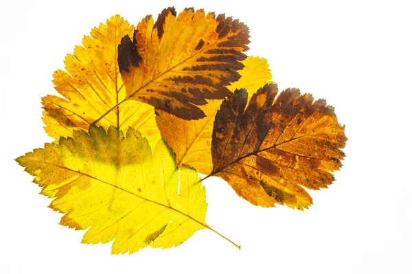 Autumn leaf on a white background, top view — Stock Photo, Image