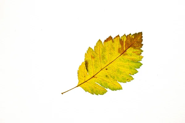 Feuille d'automne sur fond blanc, vue de dessus — Photo
