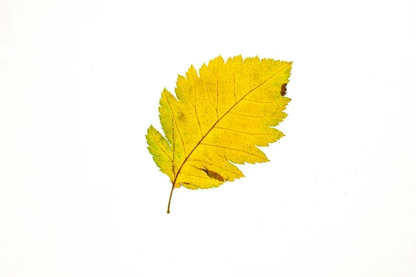 Hoja de otoño sobre un fondo blanco, vista superior — Foto de Stock