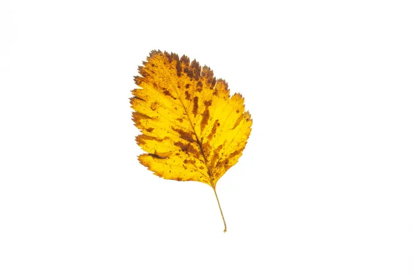 Hoja de otoño sobre un fondo blanco, vista superior — Foto de Stock