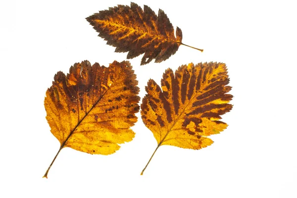 Hoja de otoño sobre un fondo blanco, vista superior — Foto de Stock