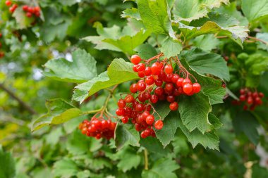 Guelder gülü veya Viburnum opulus ağacının kırmızı böğürtlen demetleri yaz mevsiminin sonunda güneşli bir günde kapanır..