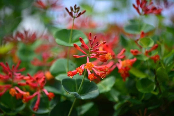Leuchtende Blüten blühender roter Kapuzinerkresse auf einem grünen Hintergrund in einem Sommergarten. Selektiver Fokus — Stockfoto