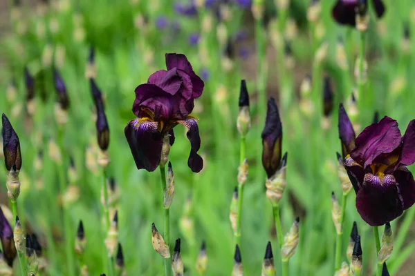 Zwart paars iris bloem close-up in de iris bladeren — Stockfoto