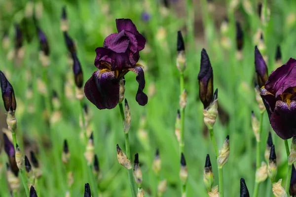 Zwart paars iris bloem close-up in de iris bladeren — Stockfoto