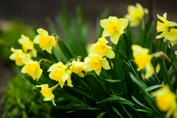 Żółte Żonkile Ogrodzie Ostrość Wybiórcza Wiosenne Kwiaty Świeże Pomarańczowe Naturalne — Zdjęcie stockowe
