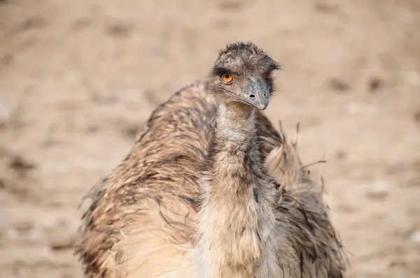 Close Portrait Emu Ostrich Dromaius Novaehollandiae — Stock Photo, Image