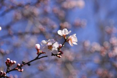 Badem ağacının dallarındaki pembe badem çiçekleri ılık ve güneşli bir bahar gününde mavi gökyüzüne karşı..