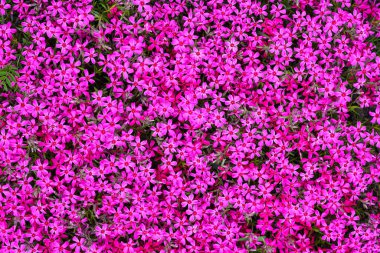 Phlox subulata - sürünen phlox, yosun phlox, yosun pembesi, ya da dağ fenomeni