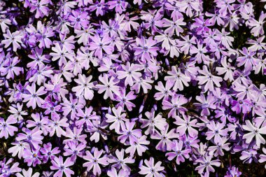 Phlox subulata - sürünen phlox, yosun phlox, yosun pembesi, ya da dağ fenomeni