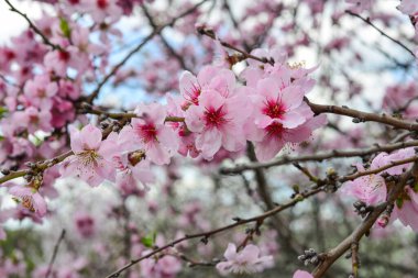 Taze bahar arkaplanı - şeftali ağacının yumuşak çiçeği