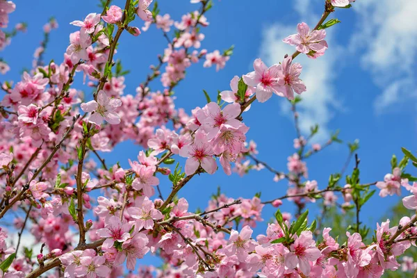 新春の背景-桃の木の柔らかい花 — ストック写真