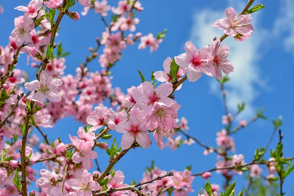 Sfondo fresco di primavera - fiore morbido di pesco — Foto Stock