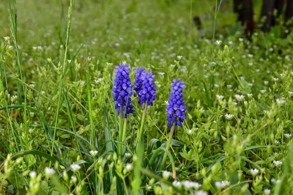 Fialová kvetoucí květina Myší hyacint v zahradě. Jarní sezóna. — Stock fotografie