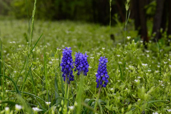 Fioletowy kwiat myszy hiacynt w ogrodzie. Sezon wiosenny. — Zdjęcie stockowe