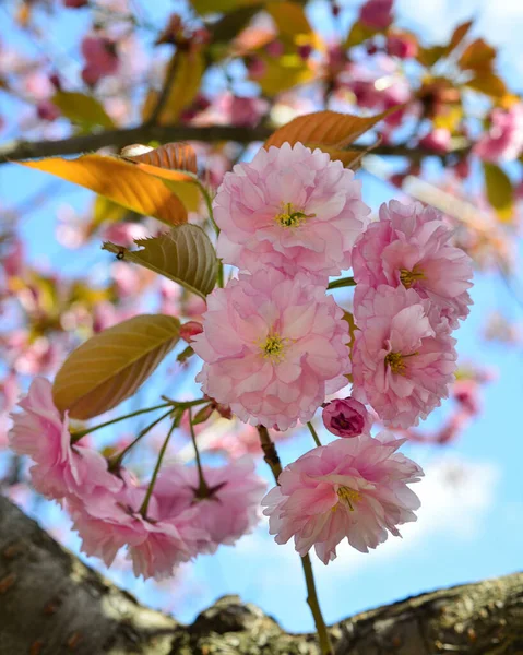 Bellissimo Sakura Fiori Ciliegio Primavera Sopra Cielo Blu — Foto Stock