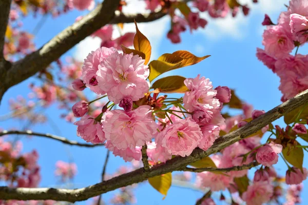 青空の上の春の桜 — ストック写真