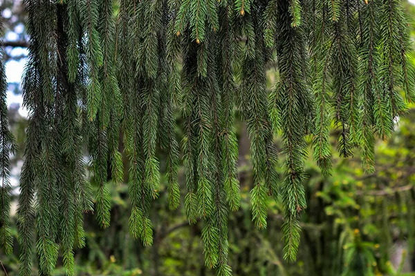 Branche d'épinette européenne ou Picea abies. Cultivar Virgata ou Serpent branche épinette — Photo