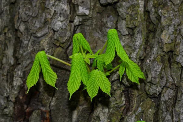 Vista detallada de las hojas crecientes de castaño en el tronco del árbol — Foto de Stock